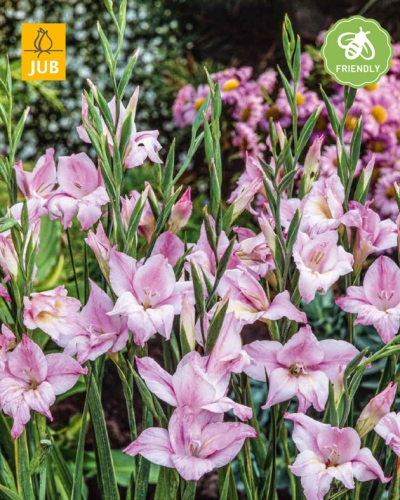 GLADIOLUS CHARMING LADY 100 kusov Novinka